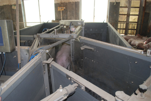 Livestock Management System